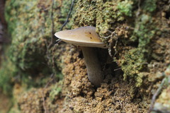 Retiboletus brunneolus