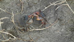 Parasesarma catenatum