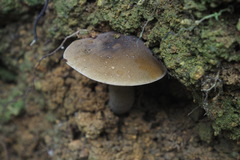 Retiboletus brunneolus