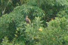 Spilornis cheela