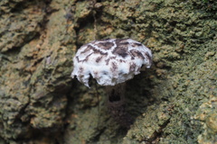 Strobilomyces latirimosus