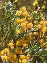 Acacia terminalis