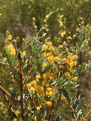 Acacia terminalis