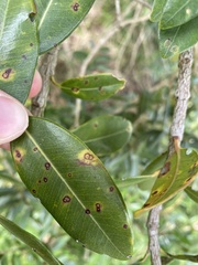 Austropuccinia psidii