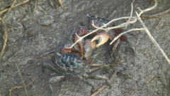 Parasesarma catenatum