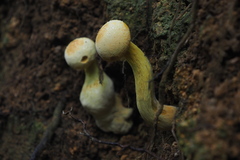 Aureoboletus auriflammeus