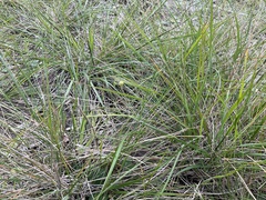 Austrostipa flavescens