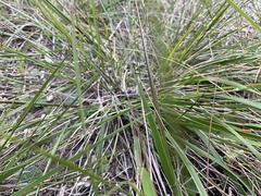 Austrostipa flavescens