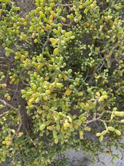 Tetraena fontanesii