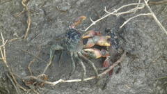 Parasesarma catenatum