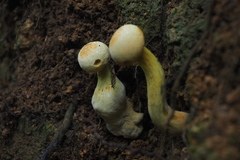 Aureoboletus auriflammeus