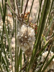 Lomandra leucocephala