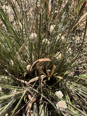 Lomandra leucocephala