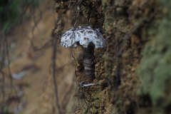 Strobilomyces latirimosus