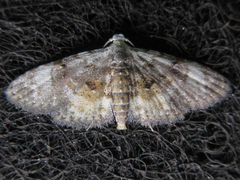 Araeopteron amoena