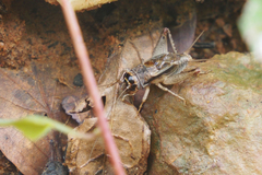 Velarifictorus aspersus