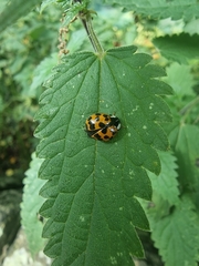 Harmonia axyridis