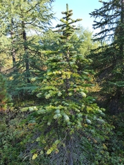 Picea jezoensis