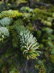 Picea jezoensis