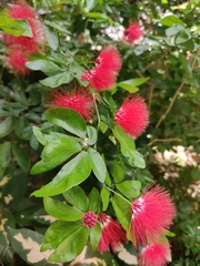 Calliandra tergemina emarginata