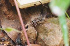 Velarifictorus aspersus