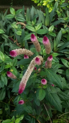 Celosia spicata