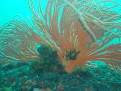 Pentacta doliolum
