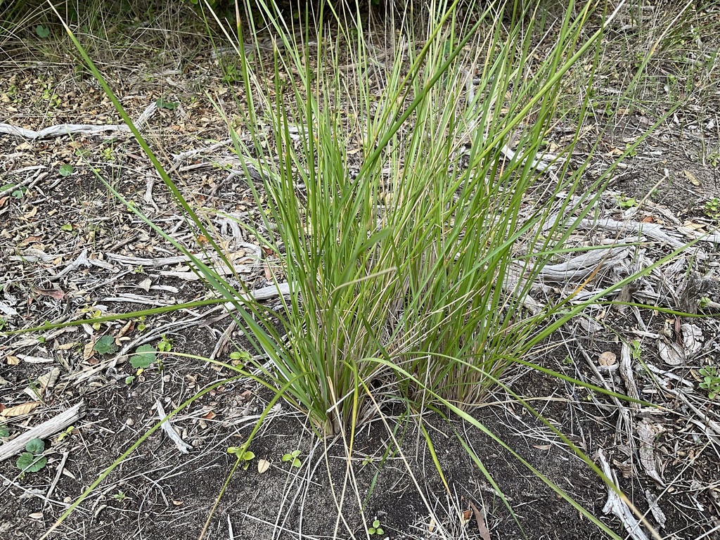 common tussock grass from Mornington Peninsula National Park, Portsea ...