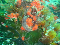 Pentacta doliolum
