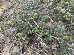 Pultenaea tenuifolia