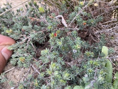 Pultenaea tenuifolia