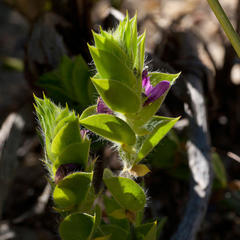 Psoralea imbricata