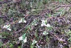 Pimelea stricta