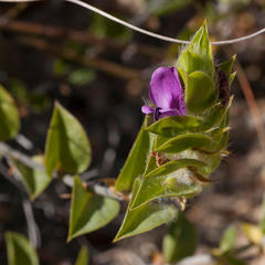Psoralea imbricata