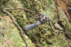 Strobilomyces latirimosus