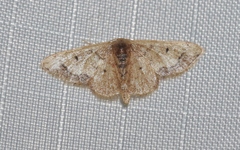 Idaea kendallaria