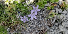 Campanula cenisia