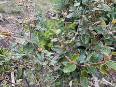 Pomaderris paniculosa paralia