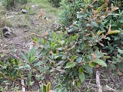 Pomaderris paniculosa paralia