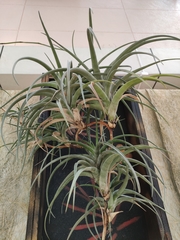 Tillandsia albida