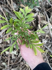 Solanum seaforthianum
