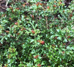 Dodonaea humilis