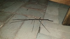 Bactrododema