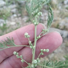 Artemisia abrotanum