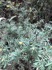 Pultenaea muelleri