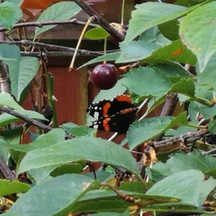 Vanessa atalanta