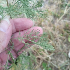 Artemisia abrotanum