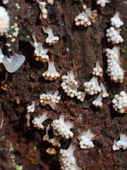 Oligonema verrucosum