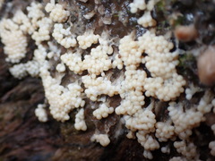 Oligonema verrucosum