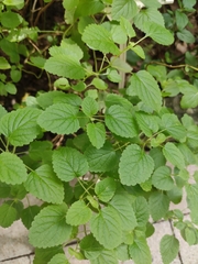 Salvia miltiorrhiza